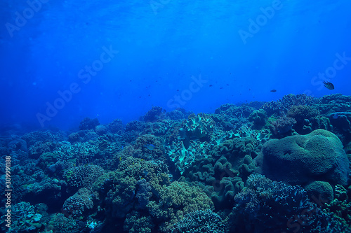 underwater scene   coral reef  world ocean wildlife landscape