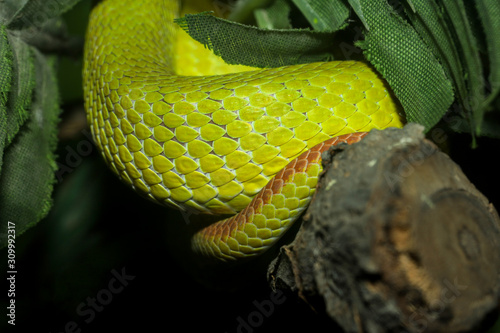 Close up green snake skin on tree photo