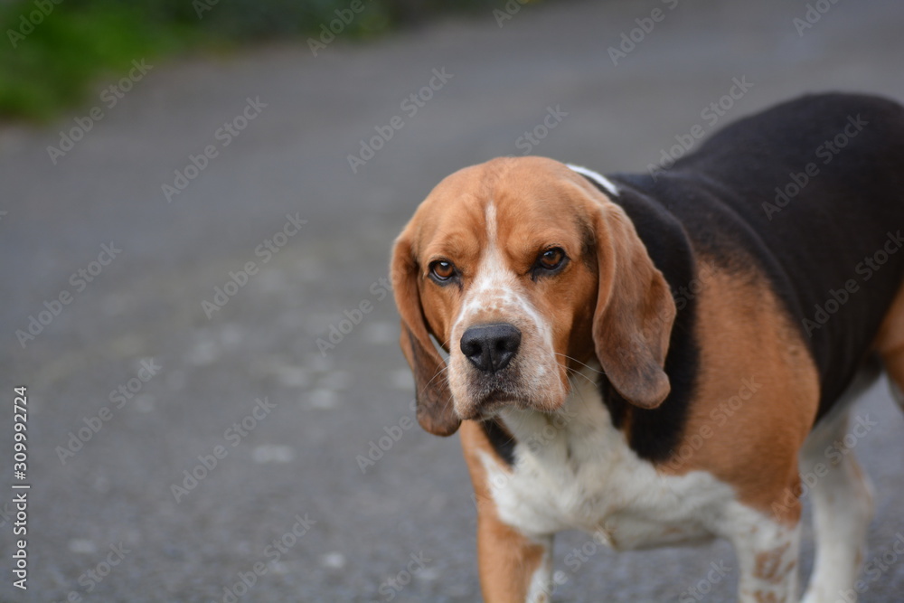 Beagle dog Beagle dog