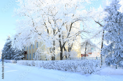 Frosty day. Trees in frost stand along the street © I_n_g_r_i_t