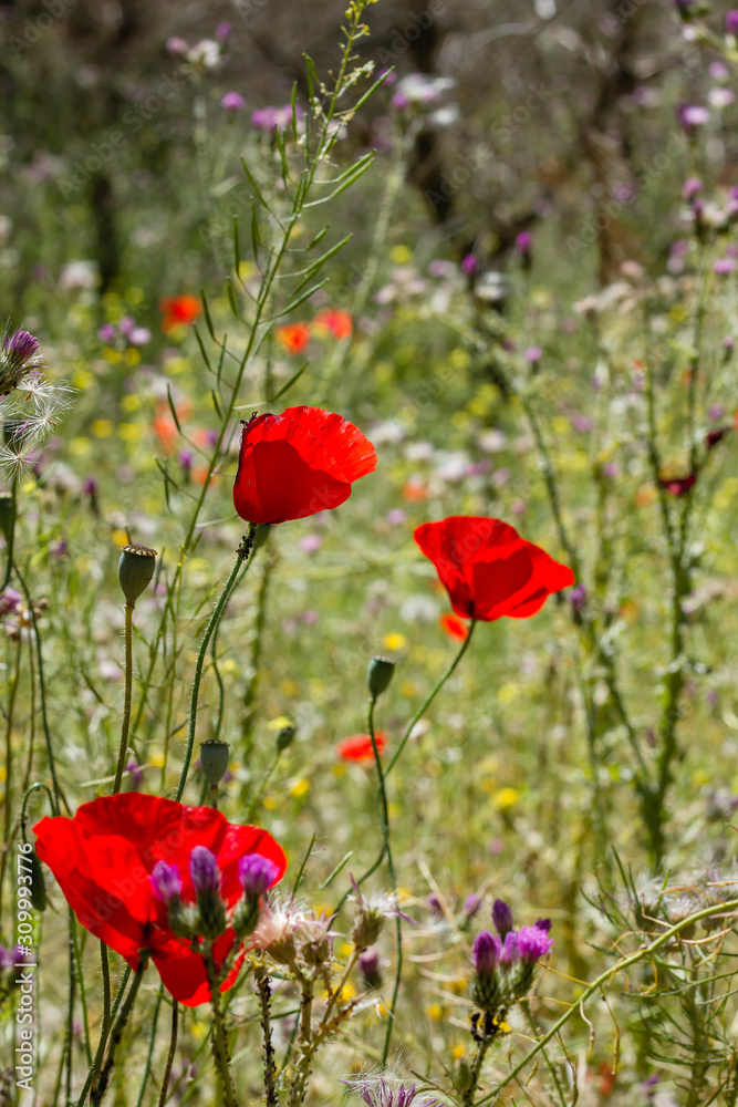 Obraz premium Wild red poppies blooming in spring