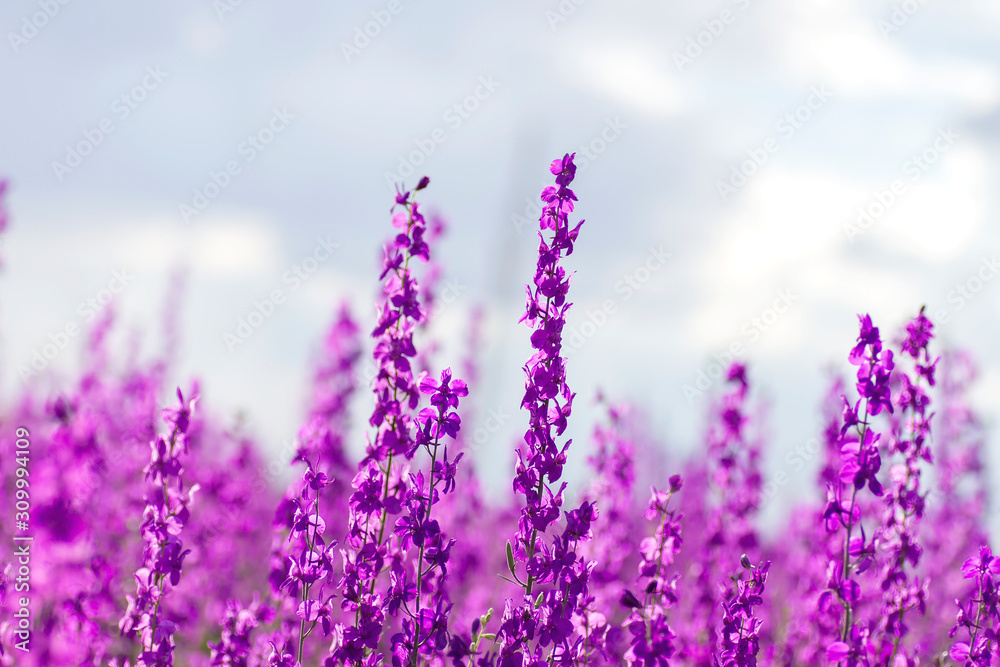 Fototapeta premium Consolida ajacis wild purple flowers