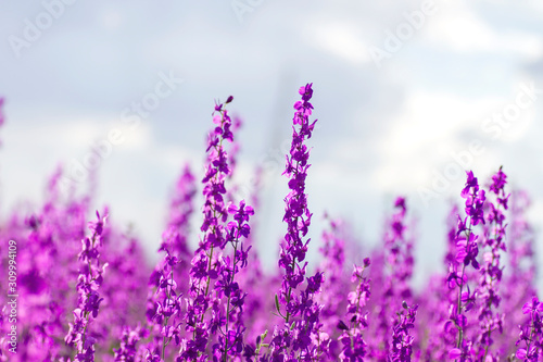 Consolida ajacis wild purple flowers