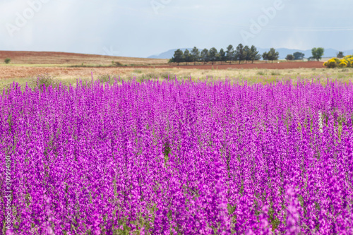 Concolida ajacis wild purple flowers invasion