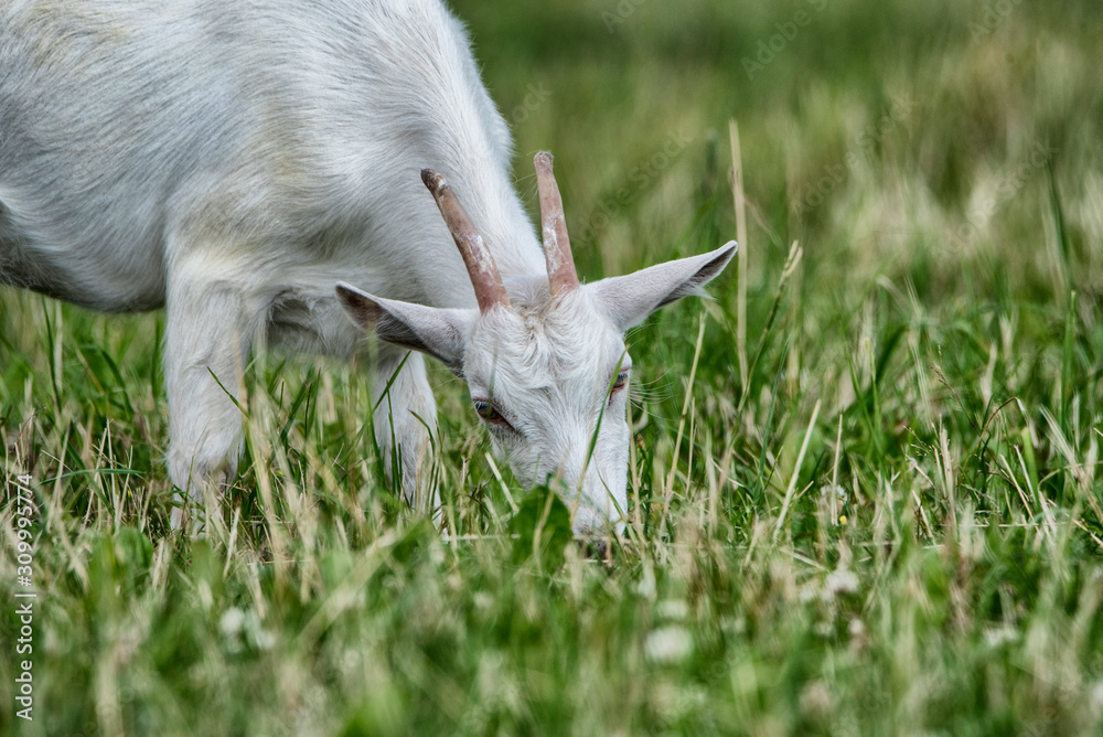 Obraz premium A goat grazes in a summer meadow. Photographed close-up.