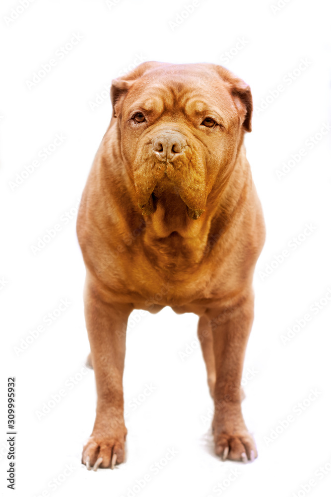 adult red dog breed Dogue de Bordeaux stands frontally in the frame on a white background isolates