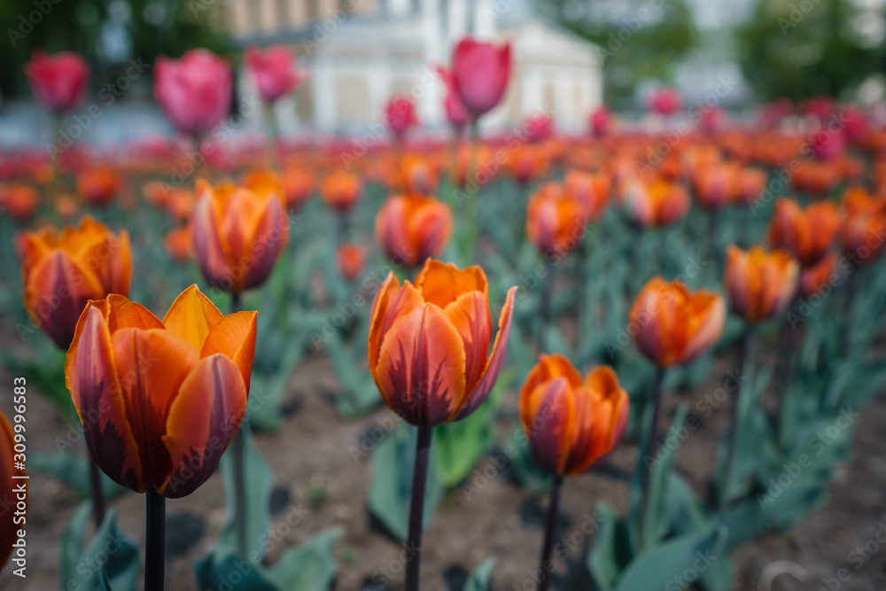 the tulips flower blooming in spring garden. the tulips flower blooming in spring garden.