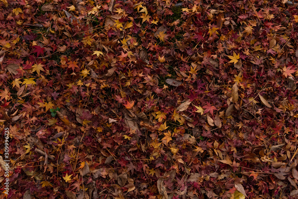 落ち葉 モミジ / Fallen leaves on the ground in autumn, japanese maple 落ち葉 モミジ / Fallen leaves on the ground in autumn, japanese maple