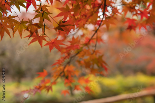             Maple autumn leaves  Japan