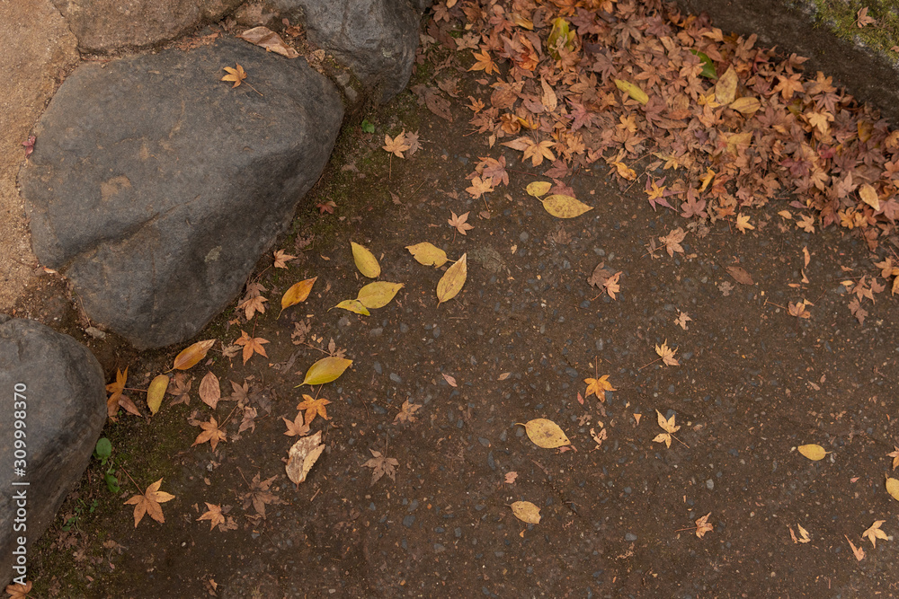モミジの落ち葉 / Fallen leaves on the mountain road, Japan モミジの落ち葉 / Fallen leaves on the mountain road, Japan