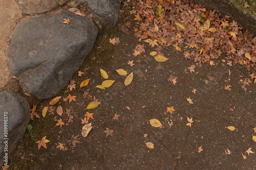 モミジの落ち葉 / Fallen leaves on the mountain road, Japan
