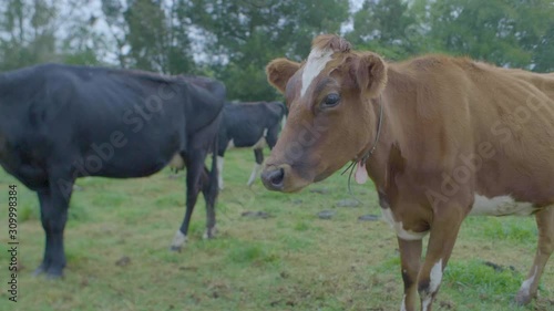 Wallpaper Mural Black and Brown Cows on a Farmland in a Cloudy Day Torontodigital.ca