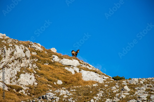 Chamois standing on mountain slope with blue sky © klemen