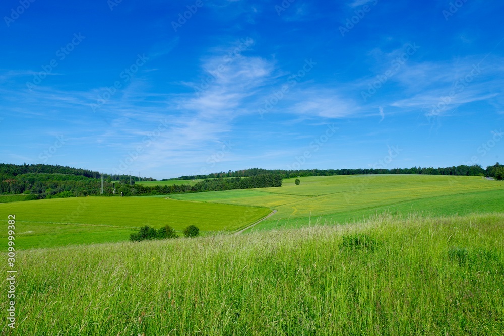 Fototapeta premium Wiesenlandschaft