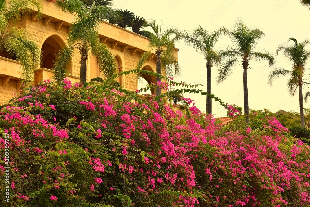 Azalea hedge and palm trees in front of Lebanese villa