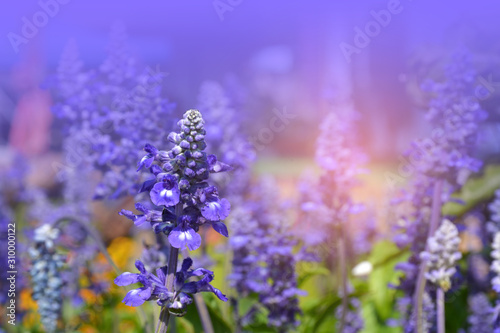 Natural violet flowers common name is Salvia over gradient violet background for text   Soft focus.