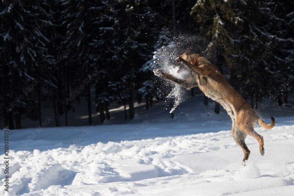 Belgian Malinois Dog Jump in snow over the Snow Ball Belgian Malinois Dog Jump in snow over the Snow Ball