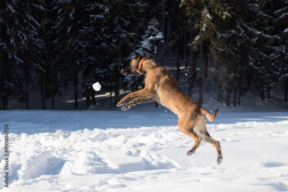 Belgian Malinois Dog Jump over the Snow Ball