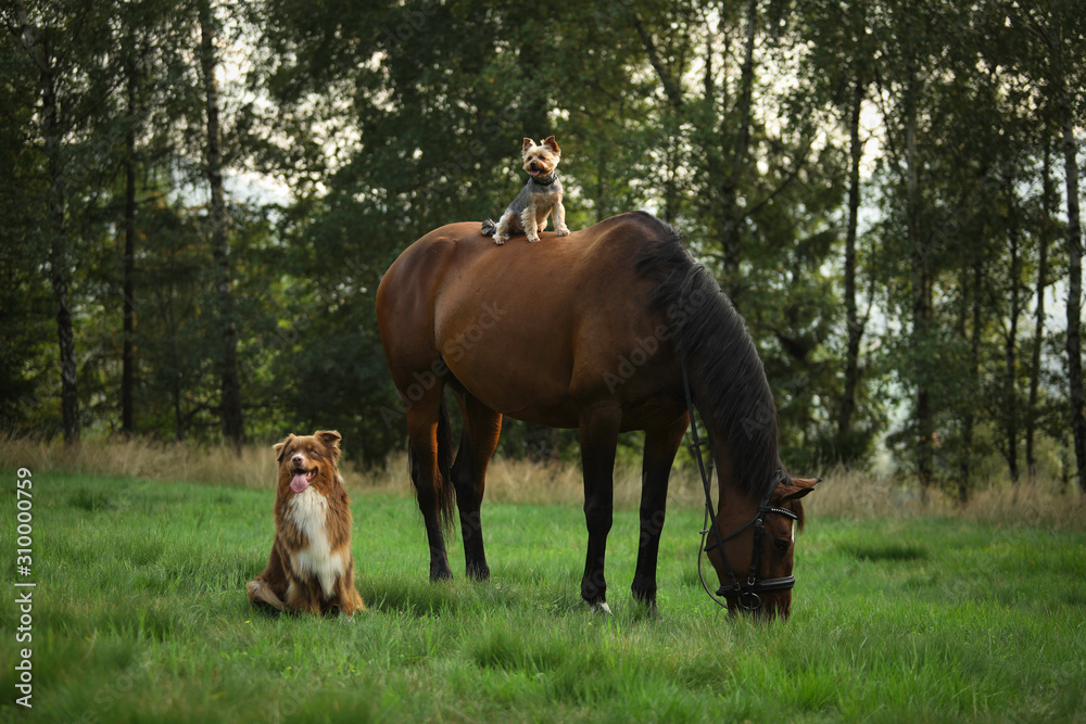 Dogs and a horse