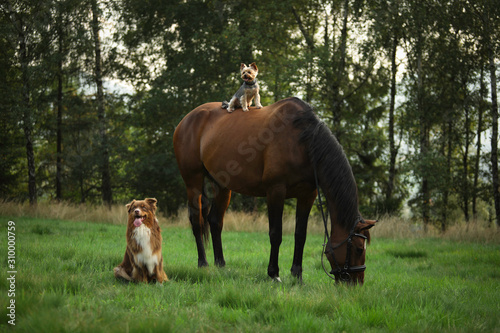 Dogs and a horse © Pola