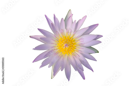 Purple  Hilary  lotus  Gaysorn color mine on a white background