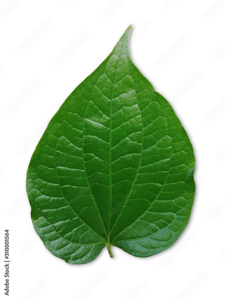Obraz premium Wildbetal Leafbush or Scientific name (Piper sarmentosum), Isolated on white background. Vegetable leaf