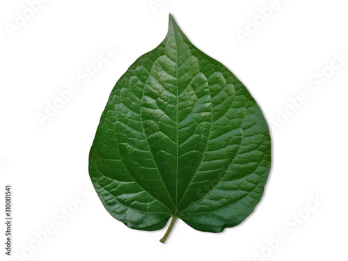  Wildbetal Leafbush or Scientific name  Piper sarmentosum   Isolated on white background. Vegetable leaf