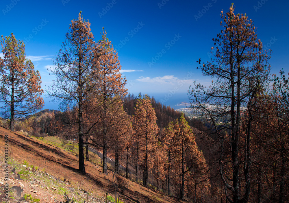 Fototapeta premium Gran Canaria, November