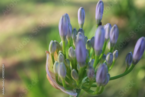  a levendel flower on a field