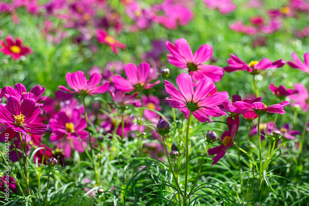 Pink cosmos flower and blurred background