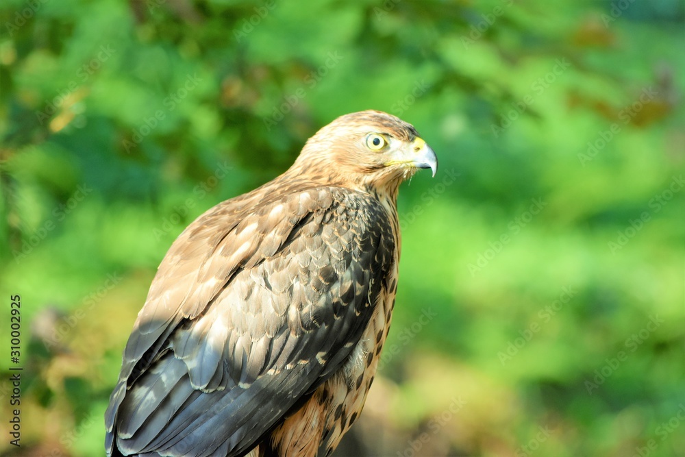 portrait of a hawk portrait of a hawk