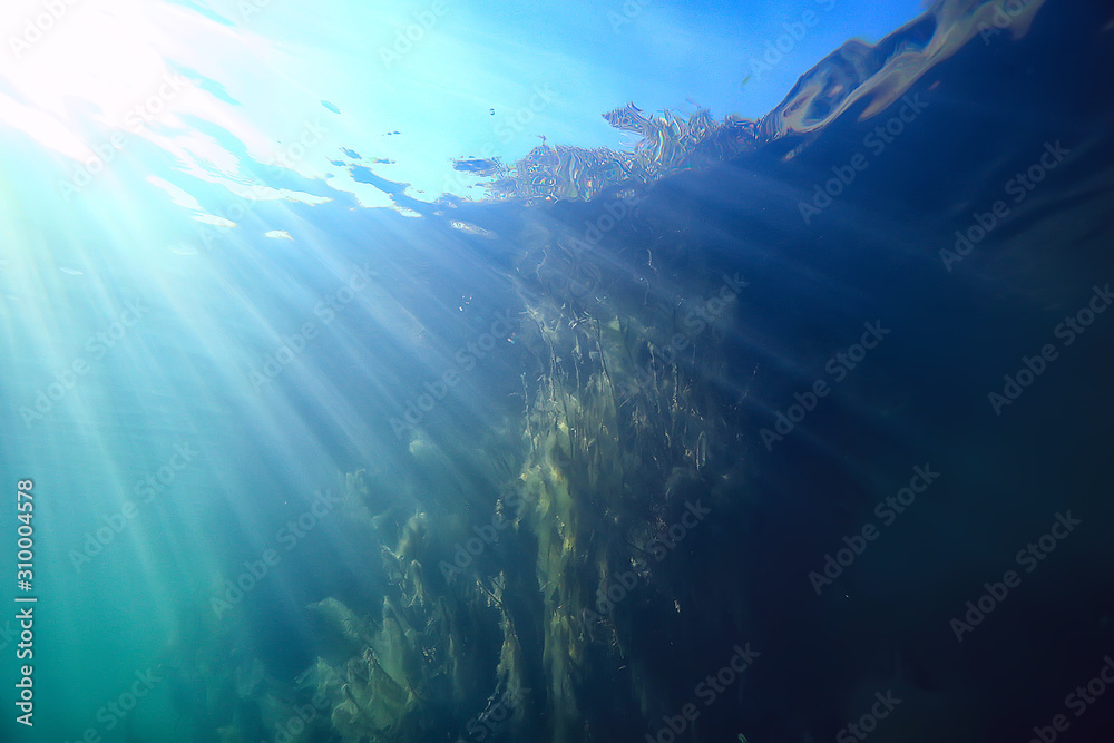 sun rays river underwater landscape / abstract underwater landscape plants fresh ecosystem