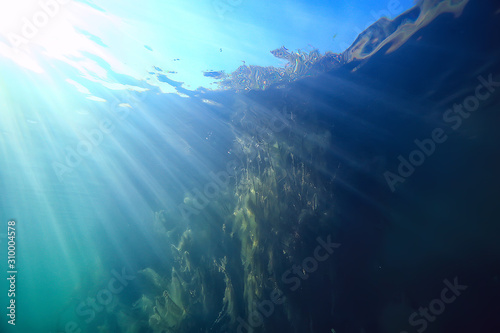 sun rays river underwater landscape / abstract underwater landscape plants fresh ecosystem © kichigin19