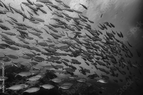Foto black white fish group / underwater nature poster design