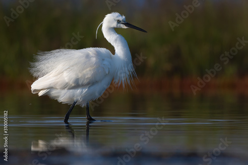 Little egret in the lake fishing bird. © Kalina Georgieva