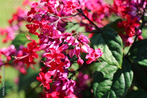 pink flowers in the garden