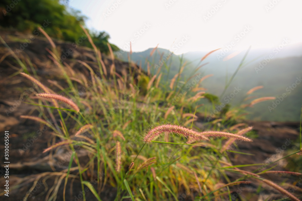 Meadow grass flower have purple color on the mountain