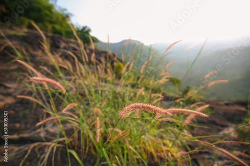 Meadow grass flower have purple color on the mountain