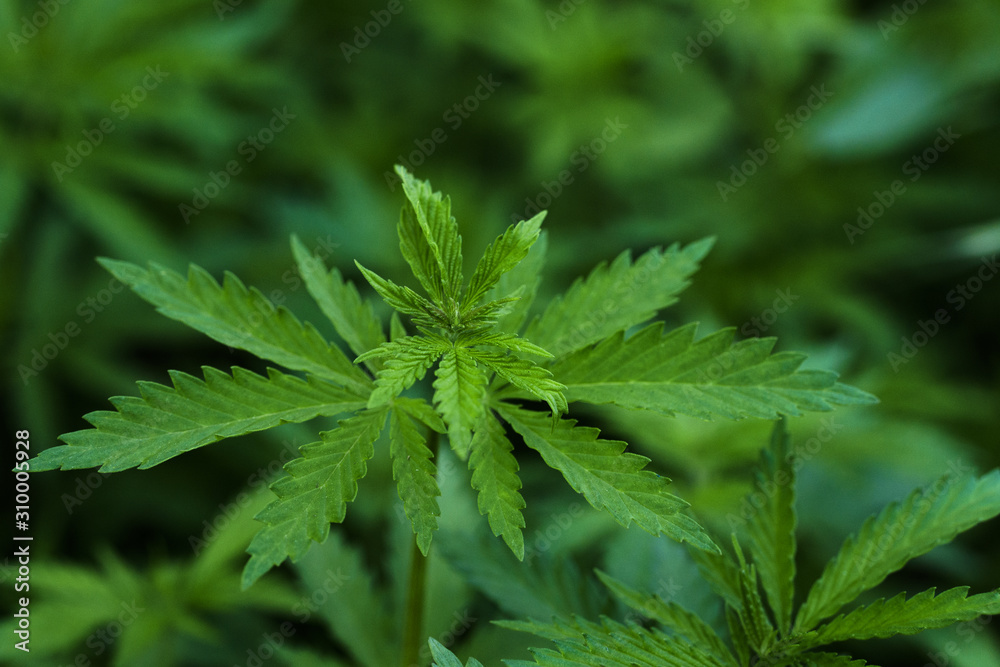 A branch of hemp bush close-up. Shrub young hemp on a bright summer day. Cannabis is a standoff between a drug and a medicine. Plant addictive A branch of hemp bush close-up. Shrub young hemp on a bright summer day. Cannabis is a standoff between a drug and a medicine. Plant addictive
