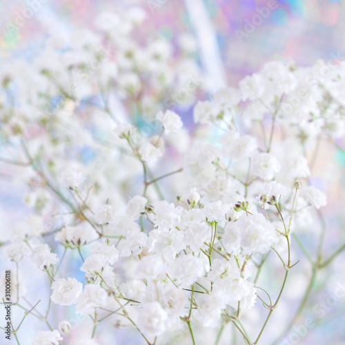 festive background with gypsophila flowers © Tamara Kulikova