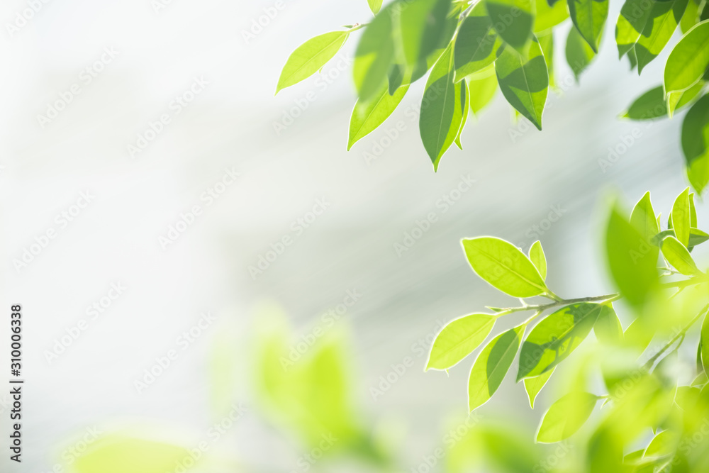 Close up of nature view green leaf on blurred greenery background under  sunlight with bokeh and copy space using as background natural plants  landscape, ecology wallpaper concept. Stock Photo | Adobe Stock