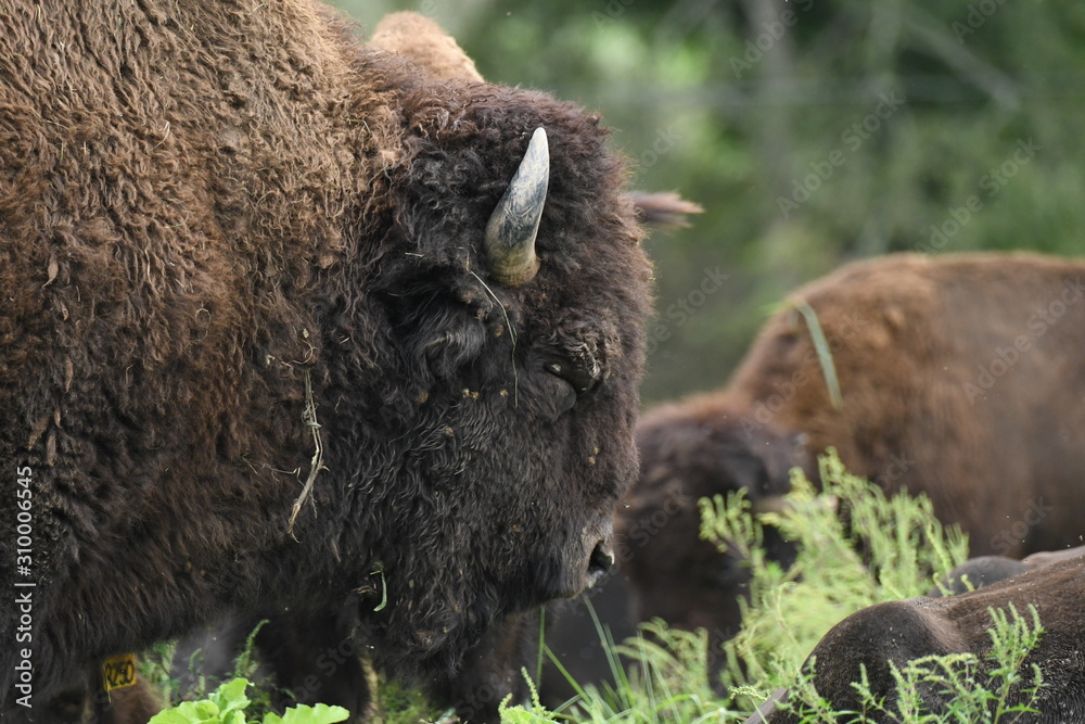 American Buffalo head - shot sleeping giant American Buffalo head - shot sleeping giant