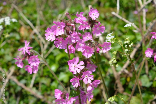 Silene dioica or Red Campion, wildflowers 