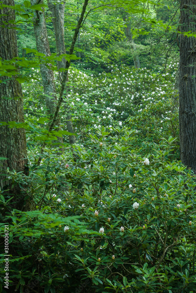 Rhododendron Blooming, Great Smoky Mountains Rhododendron Blooming, Great Smoky Mountains