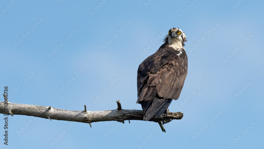 An Osprey perched on a branch against a bue sky. An Osprey perched on a branch against a bue sky.