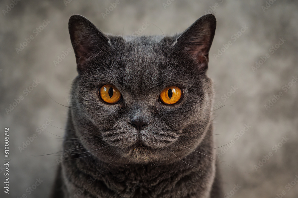 Portrait of British shorthair cat. Close up portrait