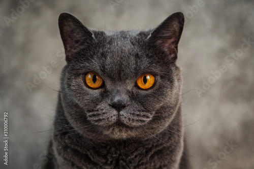 Portrait of British shorthair cat. Close up portrait
