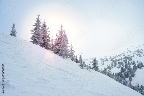Beautiful Winter Mountain Landscape with Snow Covered Fir Trees in Bright Sun Light and Morning Fog.