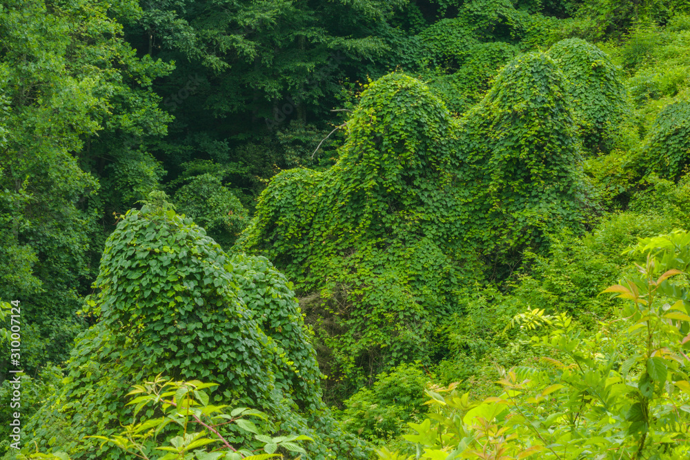 Kudzu, Summer, Blue Ridge Parkway Kudzu, Summer, Blue Ridge Parkway