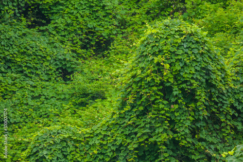 Kudzu, Summer, Blue Ridge Parkway